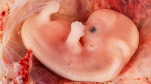 En babys udvikling i livmoderen