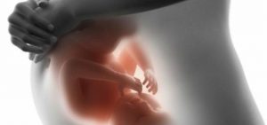 Din babys udvikling i livmoderen, måned efter måned