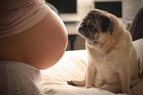 At have en hund kan være fordelagtigt under en graviditet