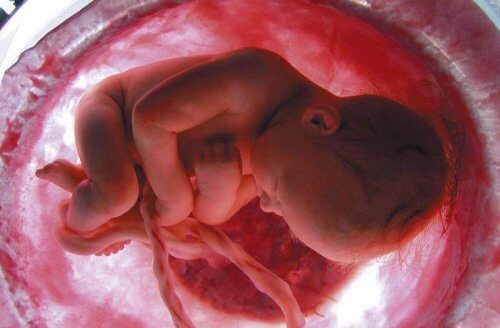 Baby livmoder