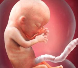 Den 13. uge af graviditeten