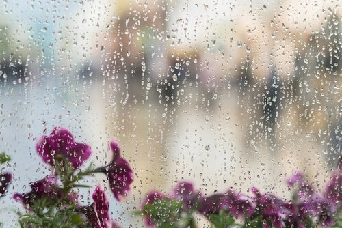 Blomster set gennem vådt vindue