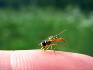 Hvepsestik: Forebyggelse og behandling