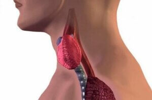 Hashimotos thyreoiditis hos børn