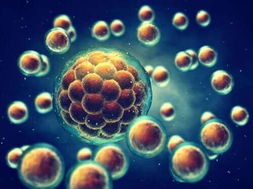 Konservering af stamceller og navlestreng