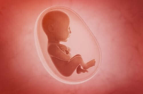 Udvikling af moderkagen: Strukturer og funktioner