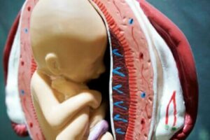 Fostersækken: Grundlæggende aspekter