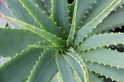 En aloe vera-plante