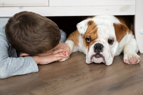 Hvad skal jeg gøre, hvis mit barn bliver bidt af en hund?