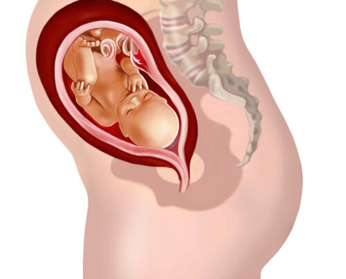 Illustration af en gravid