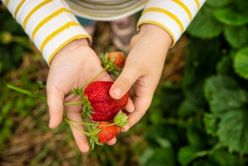 3 meget næringsrige opskrifter med jordbær til børn