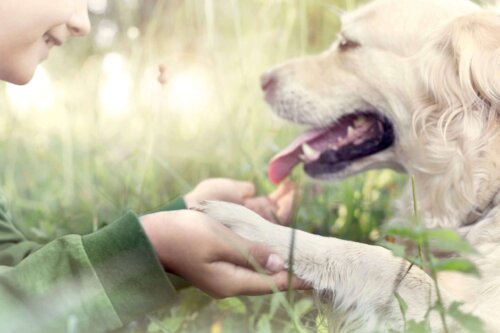 Et barn og en hund i græs