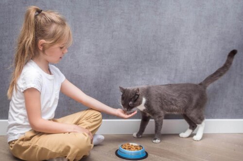 Pige fodrer en kat