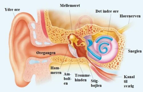 Ørets anatomi