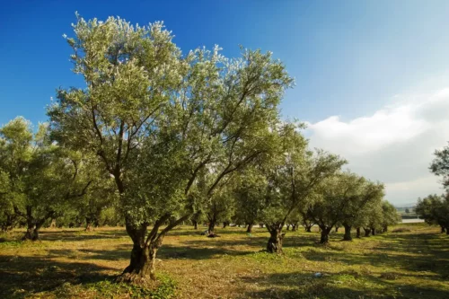 En eng med oliventræer